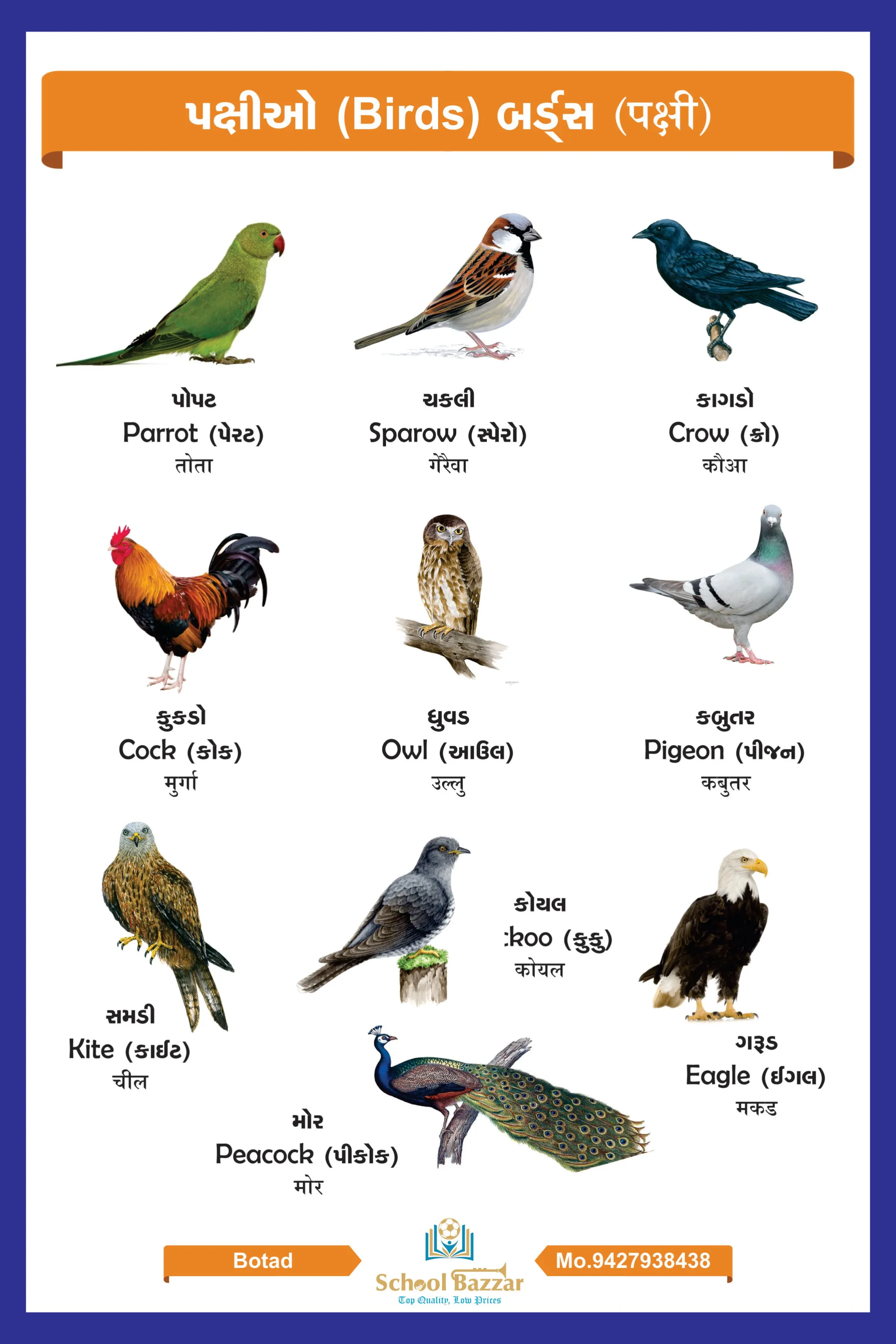 Birds Chart With lamination (50 x 70 cm) Wall Chart
