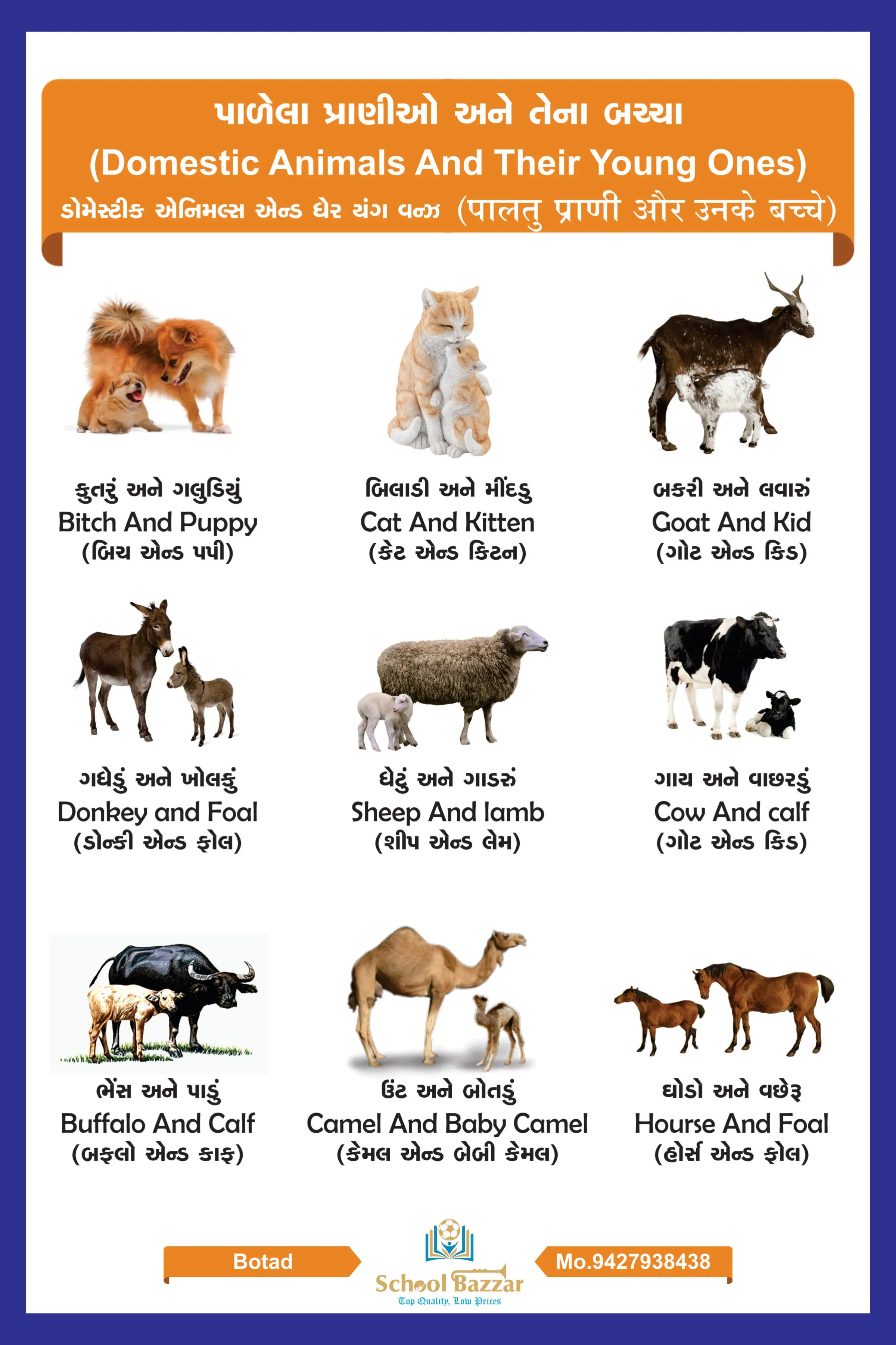 Domestic Animals Chart With lamination (50 x 70 cm) Wall Chart